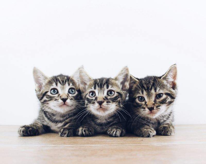 ねこライフサポート株式会社 6